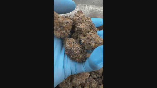 Gary Payton - THCA: 22.83% - Hybrid - Exotic Hemp Flower