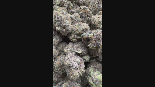 Lemon Cherry Gelato - THCA: 18.75% - Hybrid - Exotic Hemp Flower