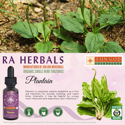 Ra Herbals Certified Organic Plantain Tincture - (1 oz)